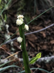 Baccharis genistelloides