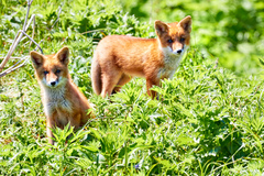 Vulpes vulpes splendidissima