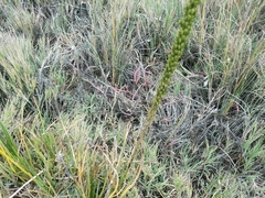 Triglochin concinna concinna