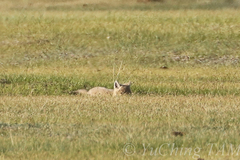 Vulpes corsac