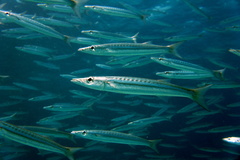 Obtuse Barracuda photo 2