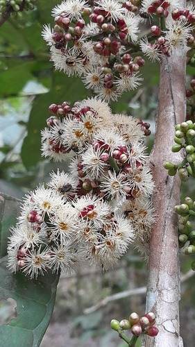 Syzygium acutangulum observed 2023-01-07