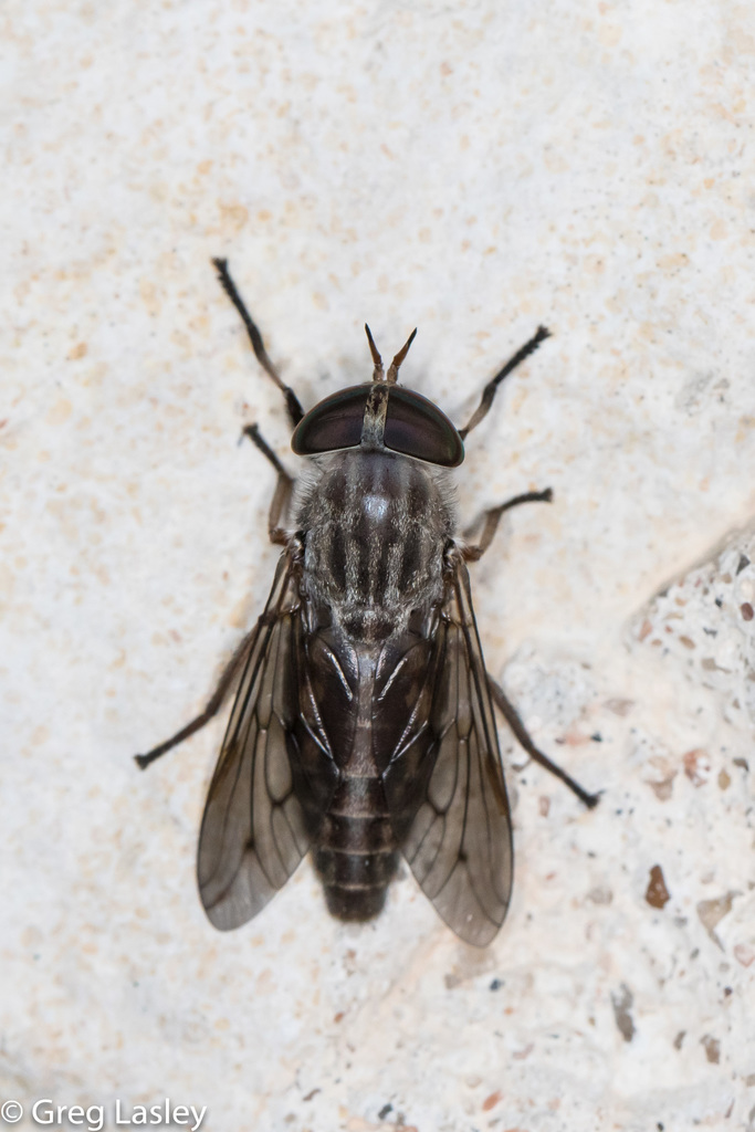 Tabanus abactor