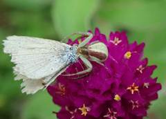 Ebrechtella pseudovatia