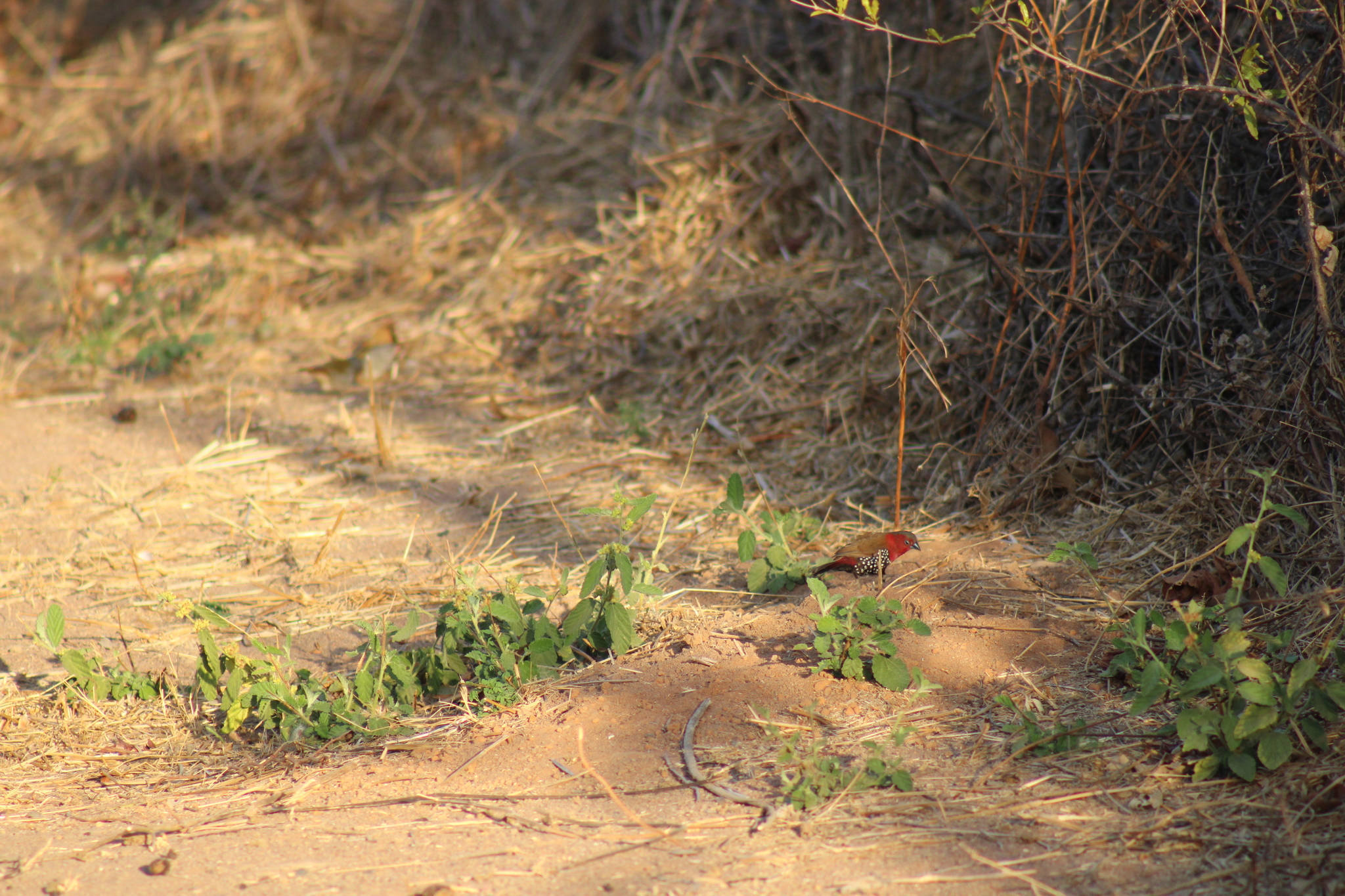 Red-throated Twinspot (Hypargos niveoguttatus), photo 4