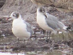 Leucophaeus pipixcan