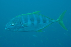 Caranginae