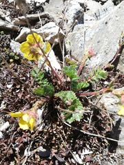 Geum reptans