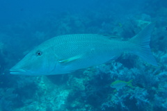 Lethrinus olivaceus