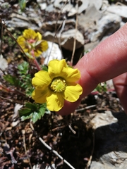 Geum reptans