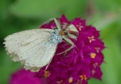 Ebrechtella pseudovatia