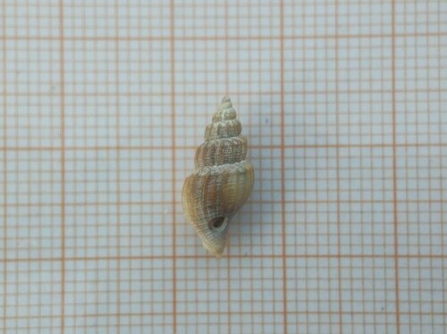 Turreted Conelet, Oosterend Terschelling, Nederland, photo 5 of 10