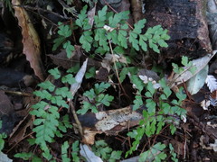 Lindsaea trichomanoides
