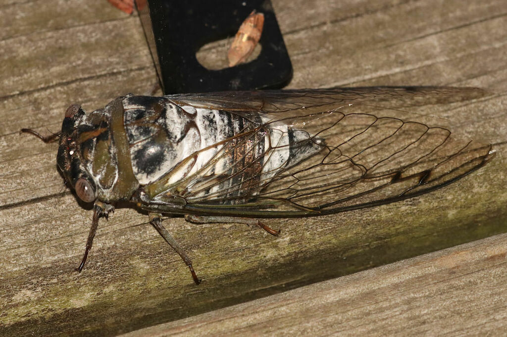 Megatibicen grossus