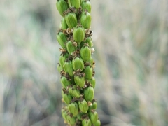 Triglochin concinna concinna