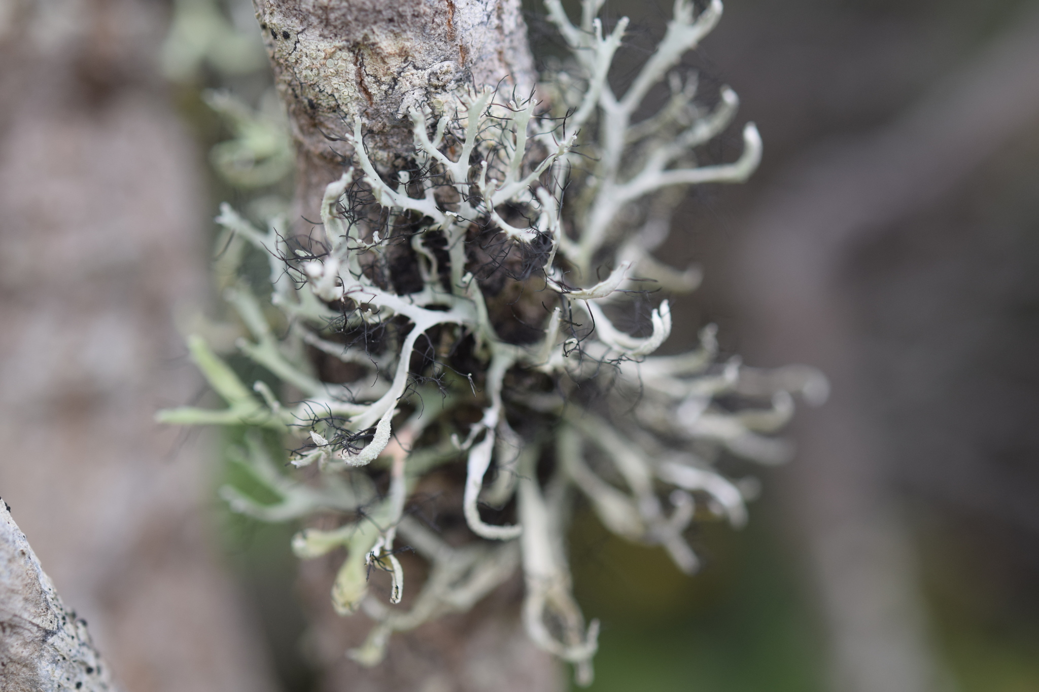 Heterodermia leucomela image