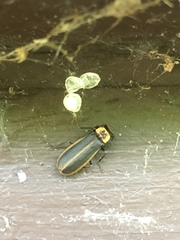 Podabrus brevicollis