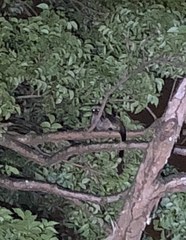 Paradoxurus musangus