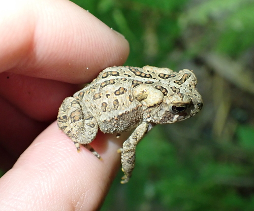 American Toad photographed in New Hampshire
