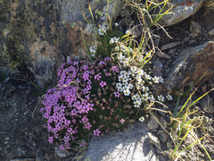 Silene acaulis subacaulescens