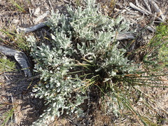 Centella tridentata litoralis