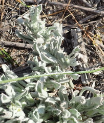 Centella tridentata litoralis