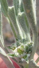 Centella tridentata litoralis