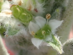 Centella tridentata litoralis
