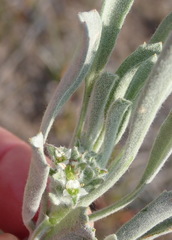 Centella tridentata litoralis