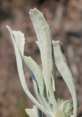 Centella tridentata litoralis