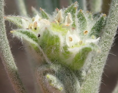 Centella tridentata litoralis