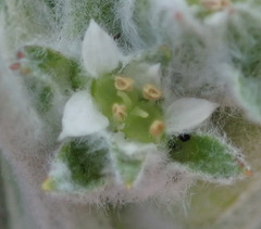 Centella tridentata litoralis