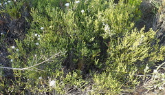 Erica spectabilis