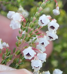 Erica spectabilis