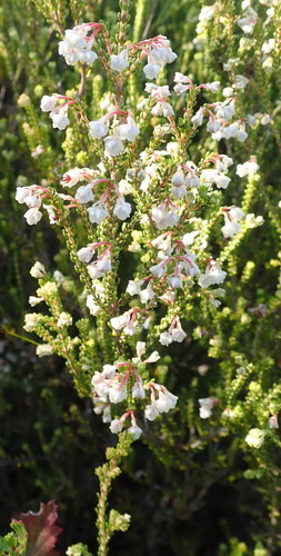 Image of Erica oraria by (c) Nicola van Berkel, some rights reserved (CC BY-SA)