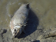 Prochilodus lineatus