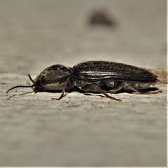 Cardiophorus vestigialis