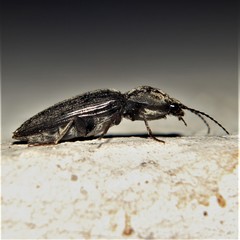 Cardiophorus vestigialis