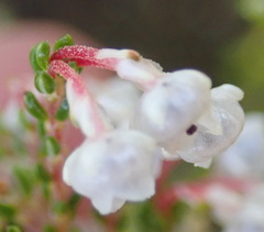 Erica spectabilis