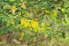 Crotalaria agatiflora
