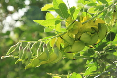 Crotalaria agatiflora