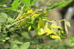 Crotalaria agatiflora