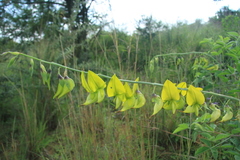 Crotalaria agatiflora