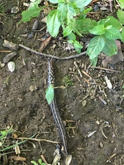 Limax maximus