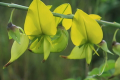 Crotalaria agatiflora