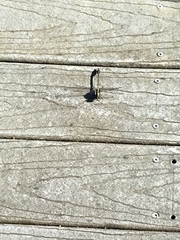 Dromogomphus spinosus