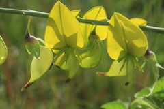 Crotalaria agatiflora