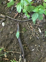 Limax maximus