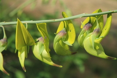 Crotalaria agatiflora