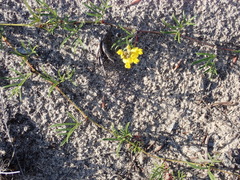 Rhynchosia ferulifolia